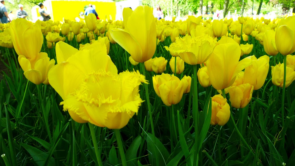 Keukenhof Gardens, Lisse, The Netherlands