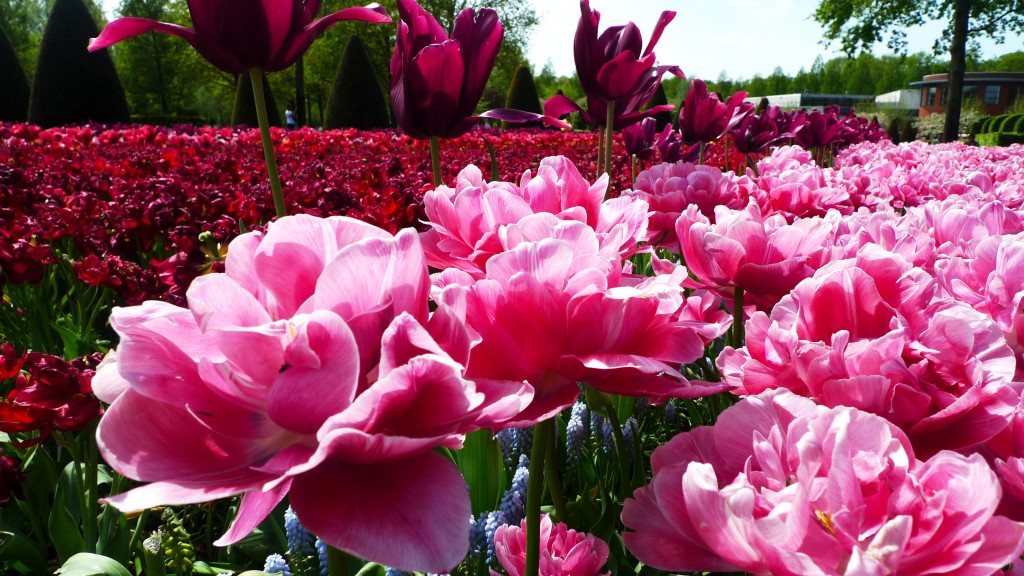 Keukenhof Gardens, Lisse, The Netherlands