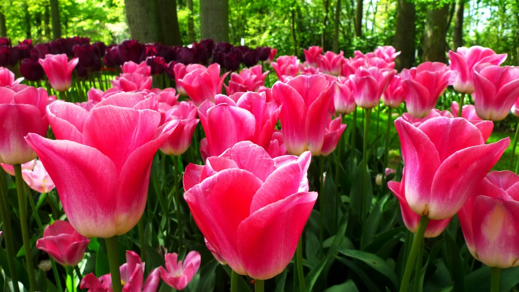 Keukenhof Gardens, Lisse, The Netherlands