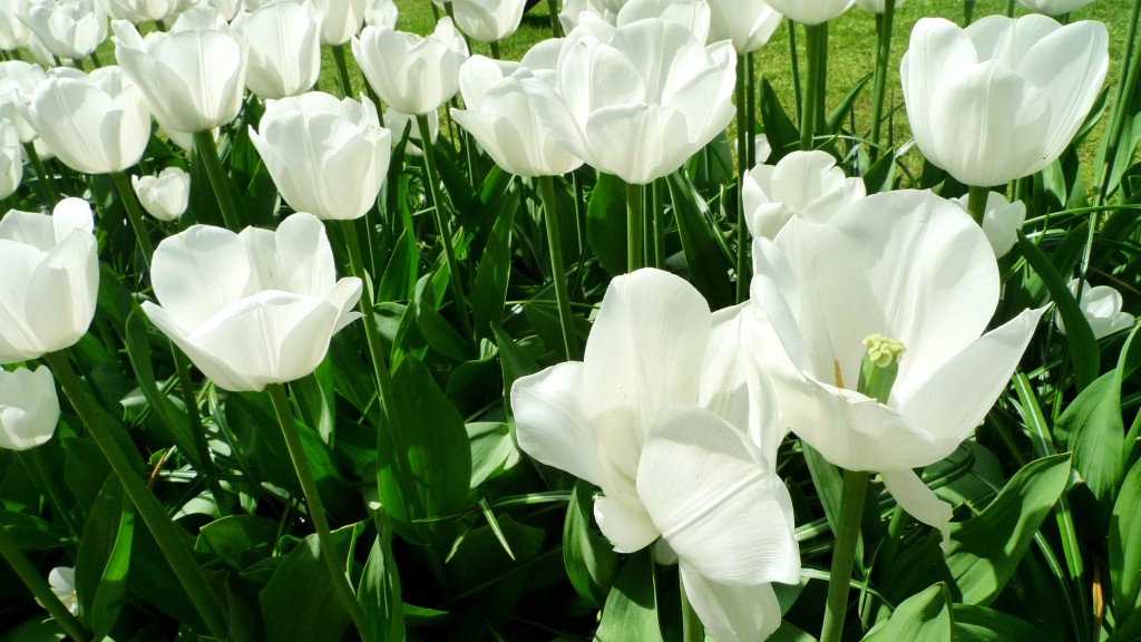 Keukenhof Gardens, Lisse, The Netherlands