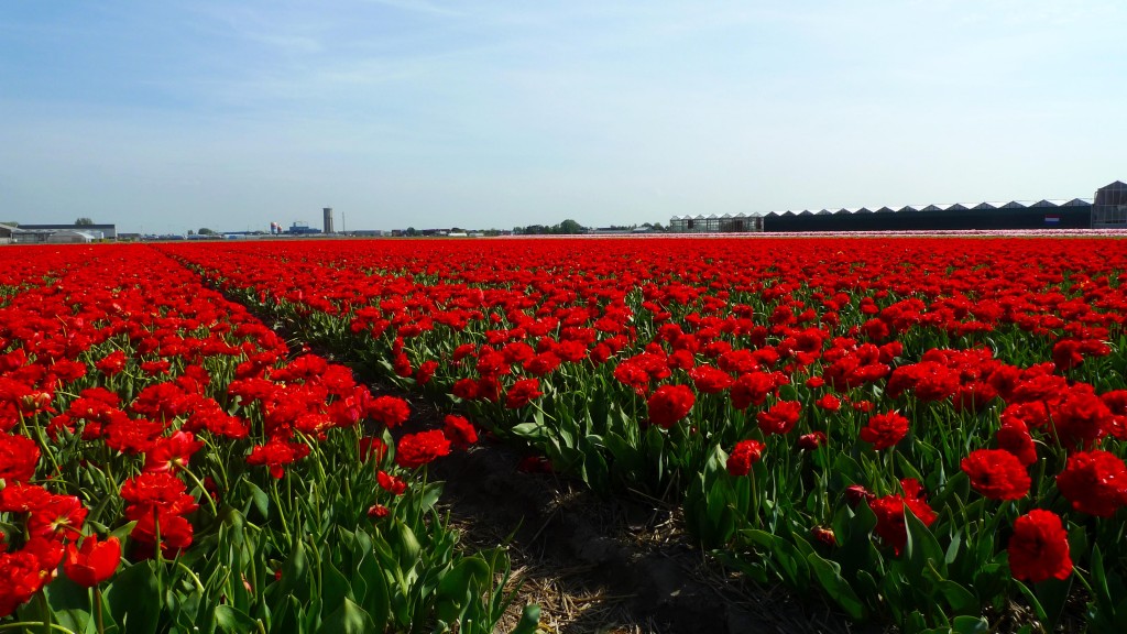 Keukenhof Gardens, Lisse, The Netherlands