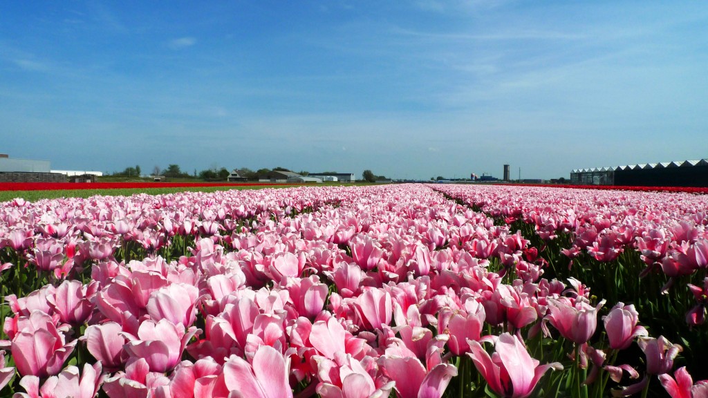 Keukenhof Gardens, Lisse, The Netherlands