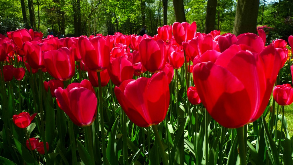 Keukenhof Gardens, Lisse, The Netherlands