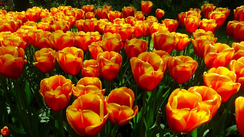 Keukenhof Gardens, Lisse, The Netherlands