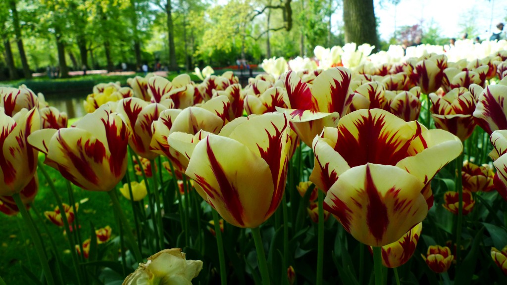 Keukenhof Gardens, Lisse, The Netherlands