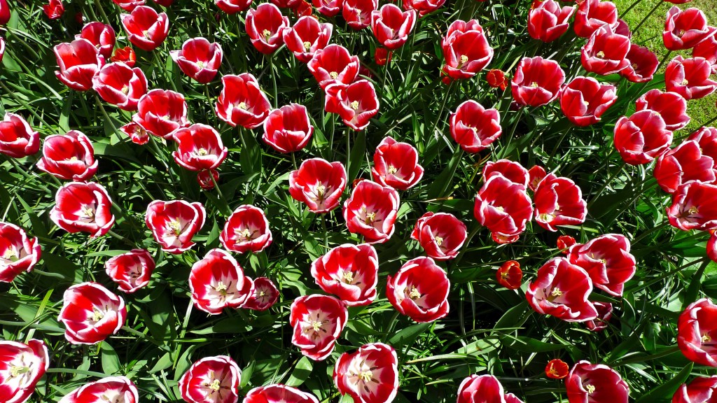 Keukenhof Gardens, Lisse, The Netherlands