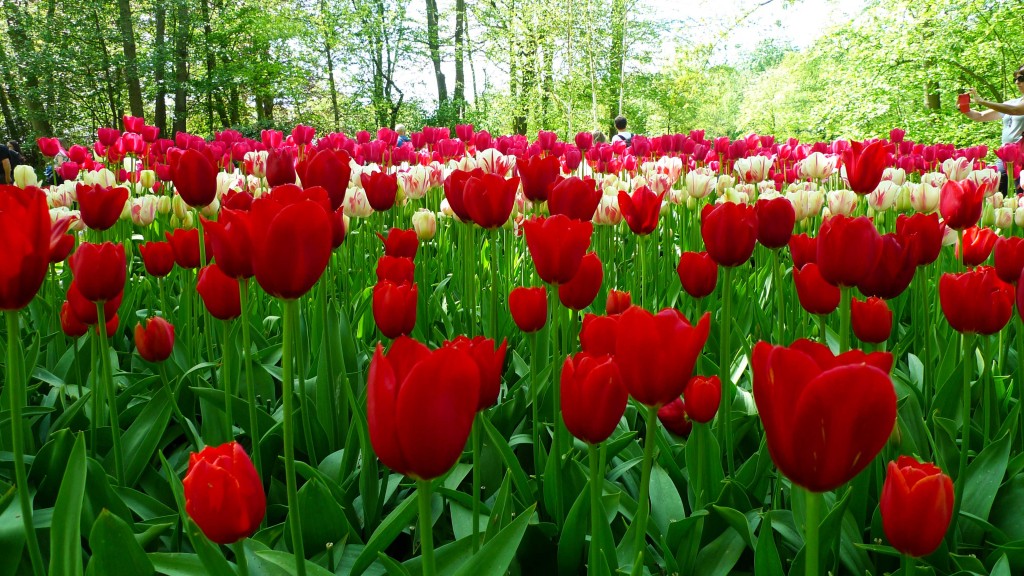 Keukenhof Gardens, Lisse, The Netherlands