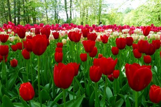 Keukenhof Gardens, Lisse, The Netherlands